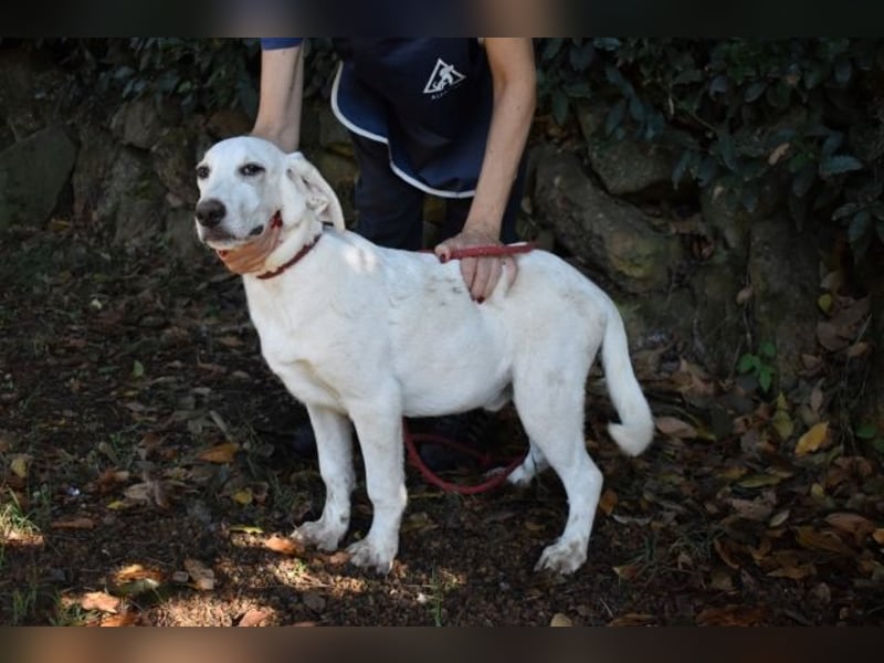 Scoutie - Ein riesiges Missverständnis!