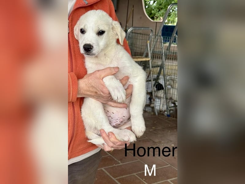 Homer - sagt "Hey!"