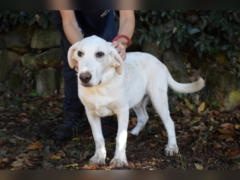 Scoutie - Ein riesiges Missverständnis!