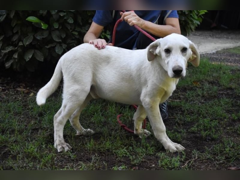 Scoutie - Ein riesiges Missverständnis!