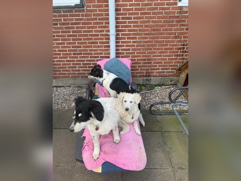 Tennison - Fellknäuel sucht dringend großes Körbchen