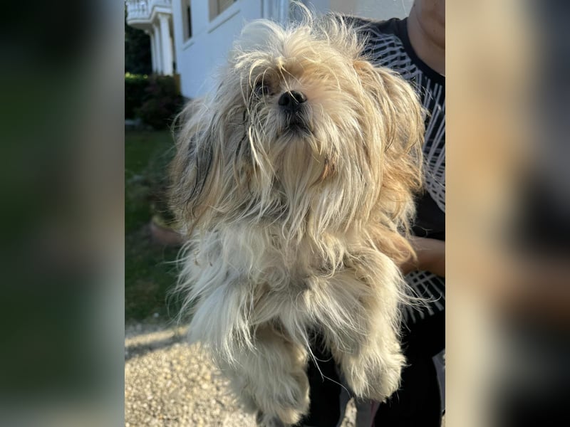 Chip 230885: Sucht ein Zuhause