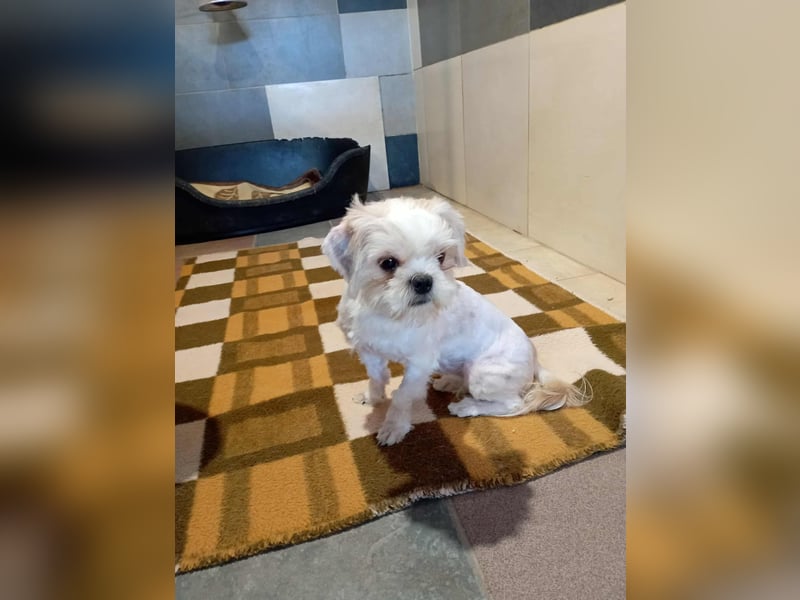 Chip 230885: Sucht ein Zuhause