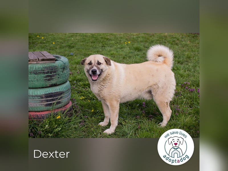 Hallo mein Name ist Dexter