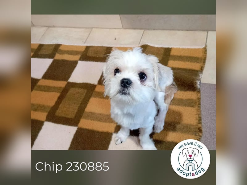 Chip 230885: Sucht ein Zuhause