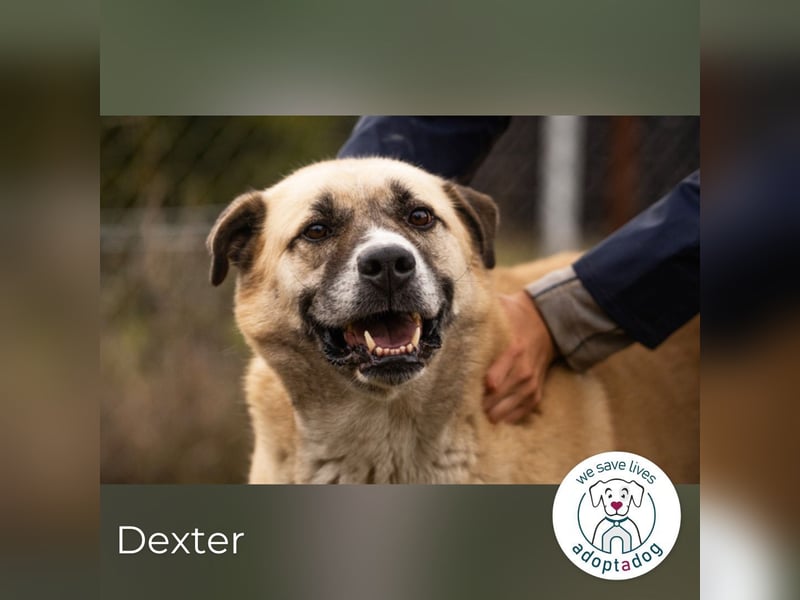 Hallo mein Name ist Dexter