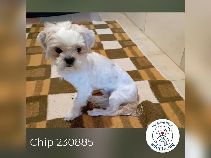 Chip 230885: Sucht ein Zuhause