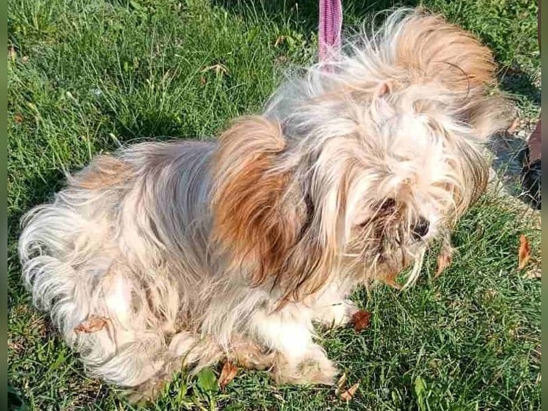 Chip 230885: Sucht ein Zuhause