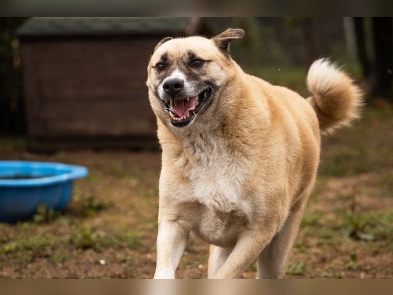 Hallo mein Name ist Dexter