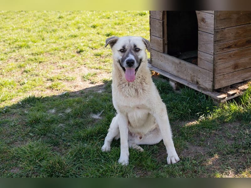 Hallo mein Name ist Dexter