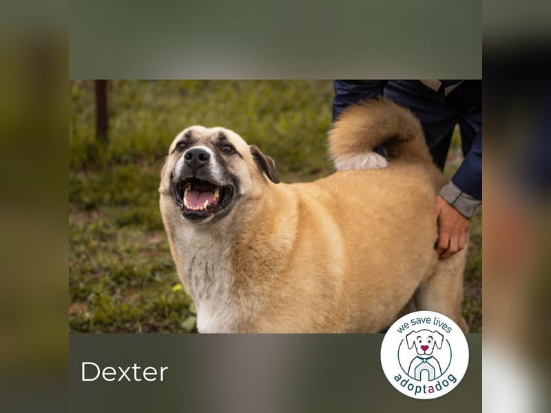 Hallo mein Name ist Dexter