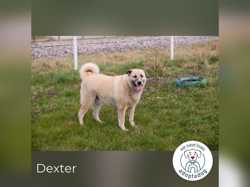 Hallo mein Name ist Dexter