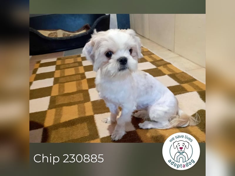 Chip 230885: Sucht ein Zuhause