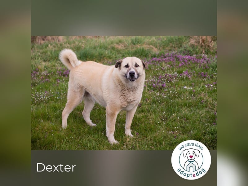 Hallo mein Name ist Dexter