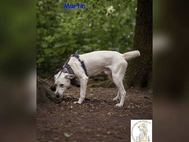 Martin – lebensfroher Junghund