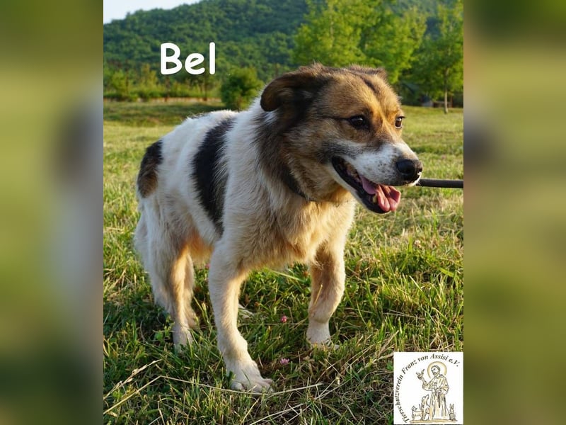Bel – Der Sanfte!