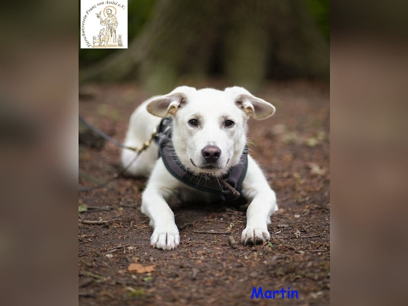Martin – lebensfroher Junghund