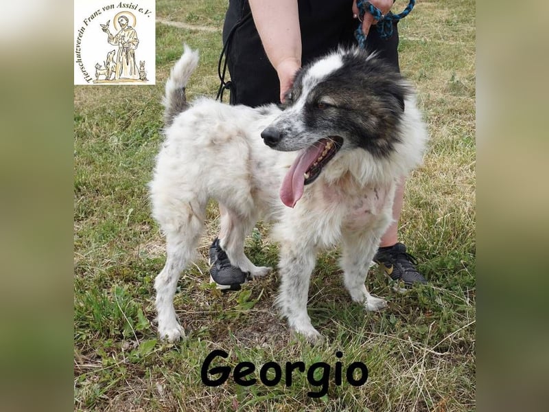 Georgio – Ein wahrer Sonnenschein, der dein Leben erhellen wird!