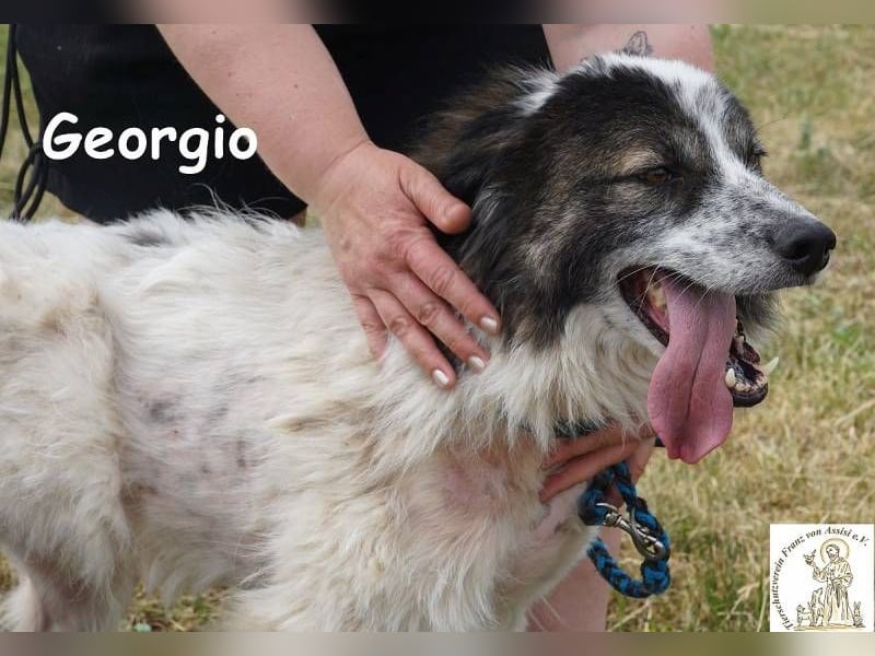 Georgio – Ein wahrer Sonnenschein, der dein Leben erhellen wird!