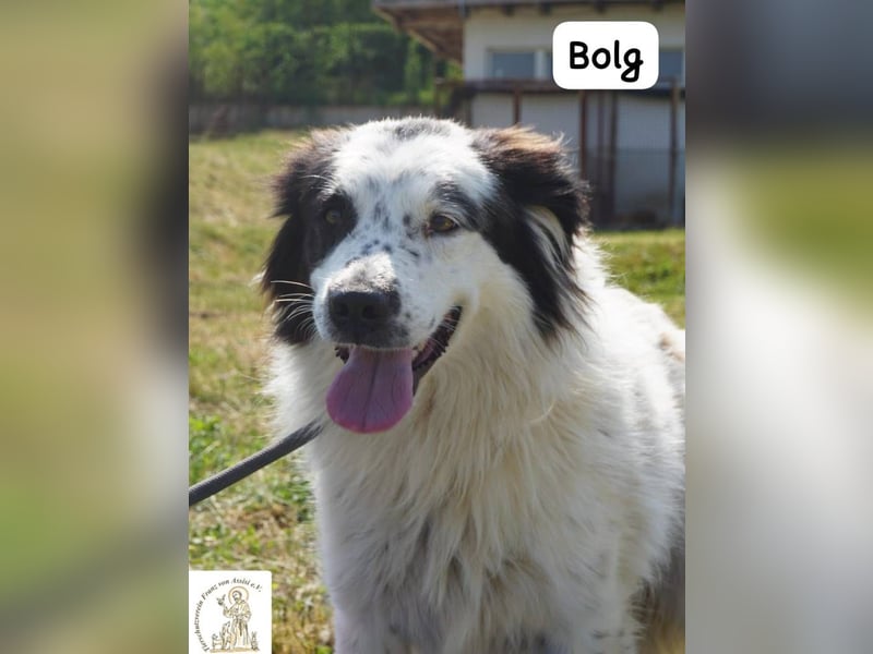Bolg – Bei seinem Anblick liegt Magie in der Luft!