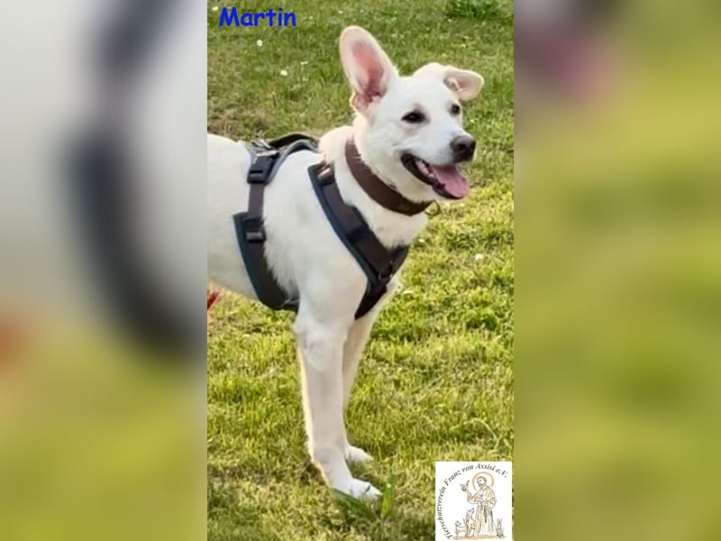Martin – lebensfroher Junghund