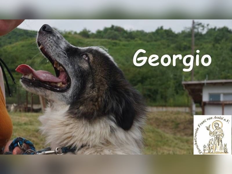 Georgio – Ein wahrer Sonnenschein, der dein Leben erhellen wird!
