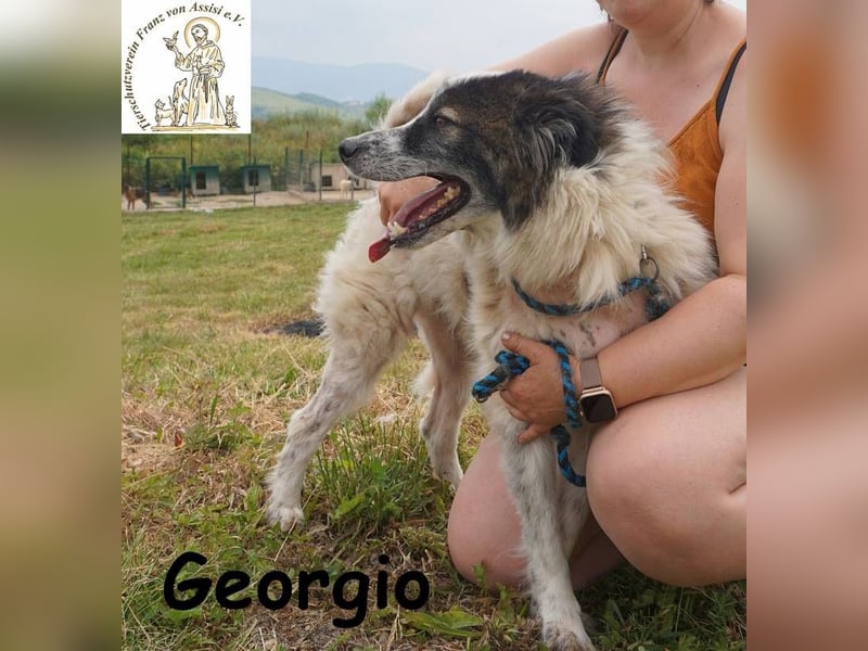 Georgio – Ein wahrer Sonnenschein, der dein Leben erhellen wird!