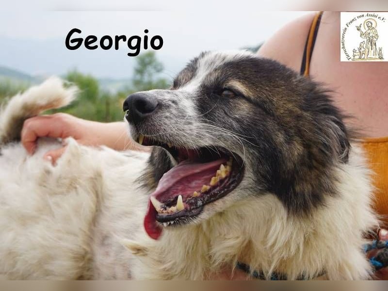 Georgio – Ein wahrer Sonnenschein, der dein Leben erhellen wird!
