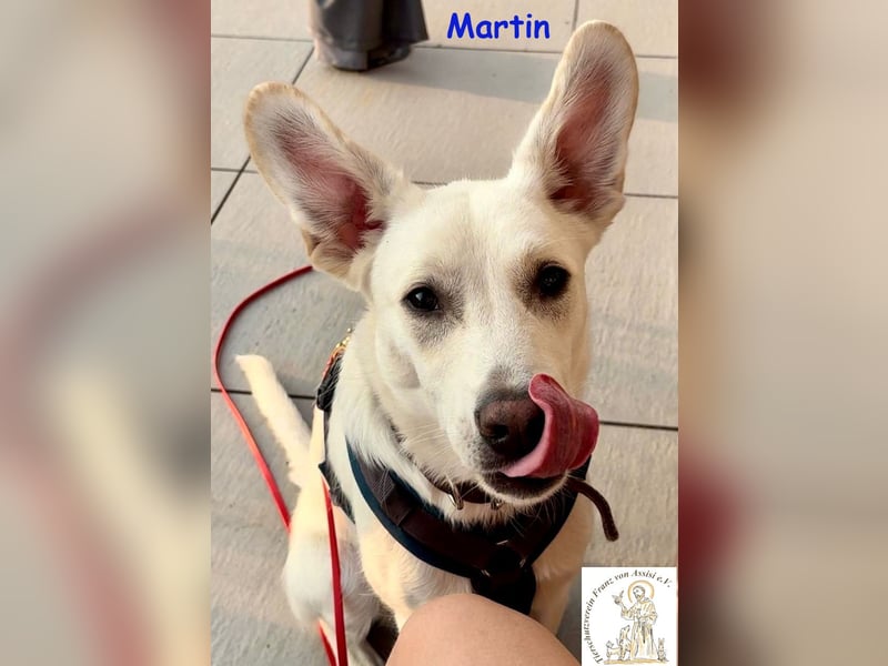 Martin – lebensfroher Junghund