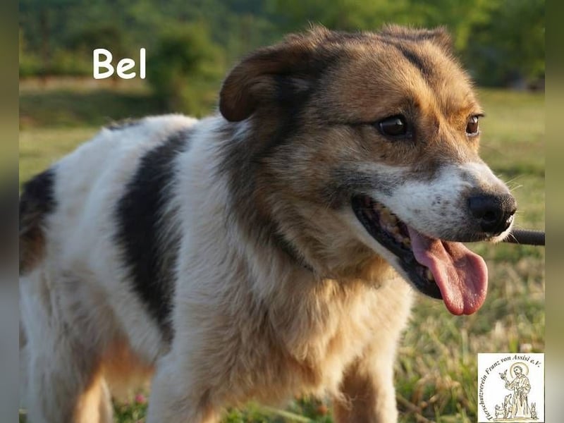 Bel – Der Sanfte!
