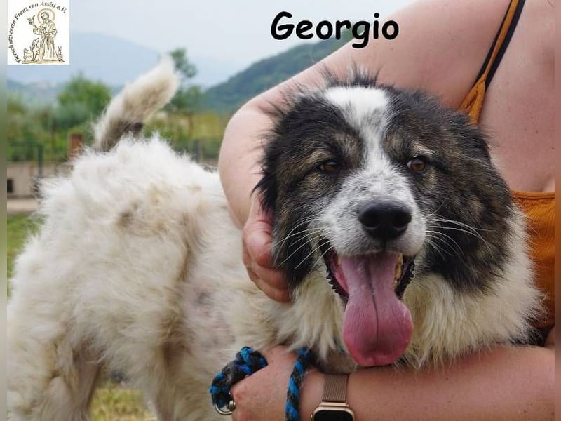 Georgio – Ein wahrer Sonnenschein, der dein Leben erhellen wird!