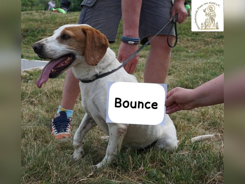 Bounce- Hummeln im Hintern & Sonne im Herzen!