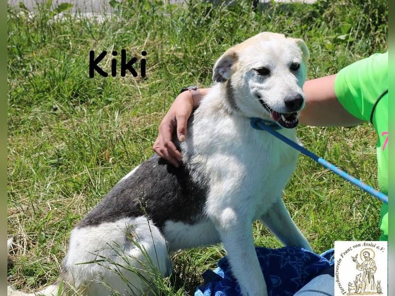 Kiki – Der perfekte Kumpel für Abenteuer und Sofa-Marathons!