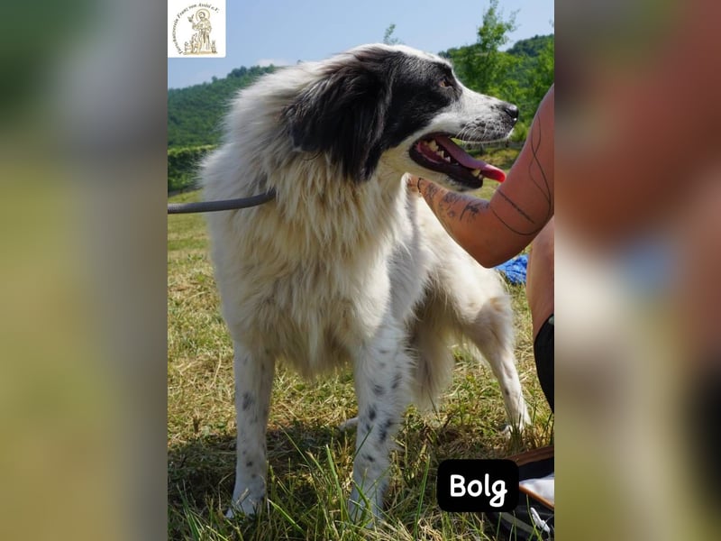 Bolg – Bei seinem Anblick liegt Magie in der Luft!