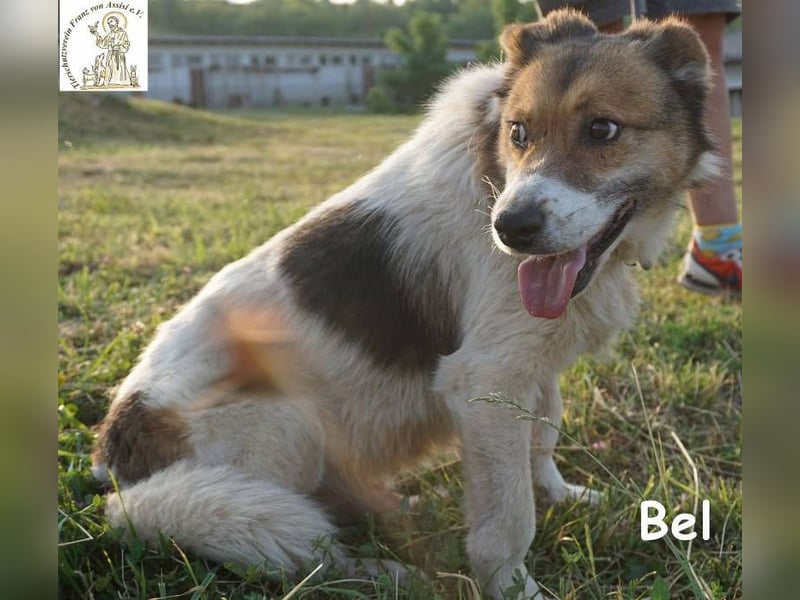 Bel – Der Sanfte!