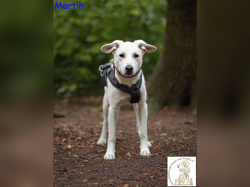 Martin – lebensfroher Junghund