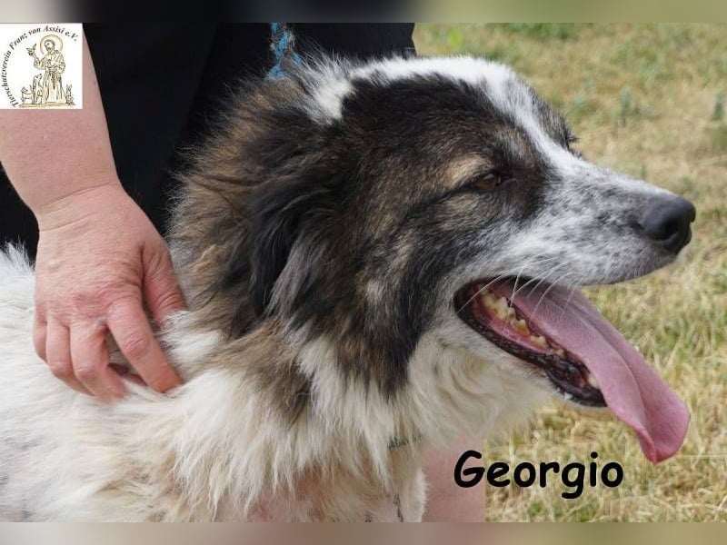 Georgio – Ein wahrer Sonnenschein, der dein Leben erhellen wird!