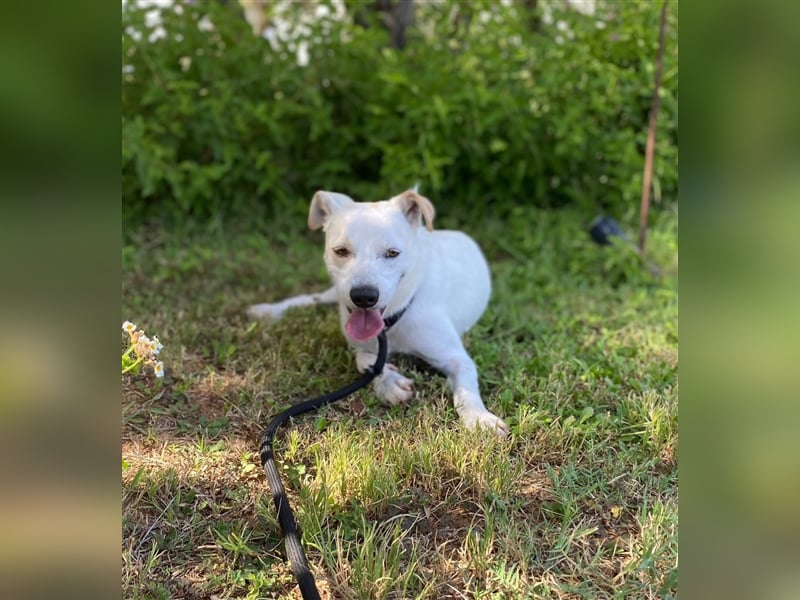 Lucky sucht noch nach seinem Glück
