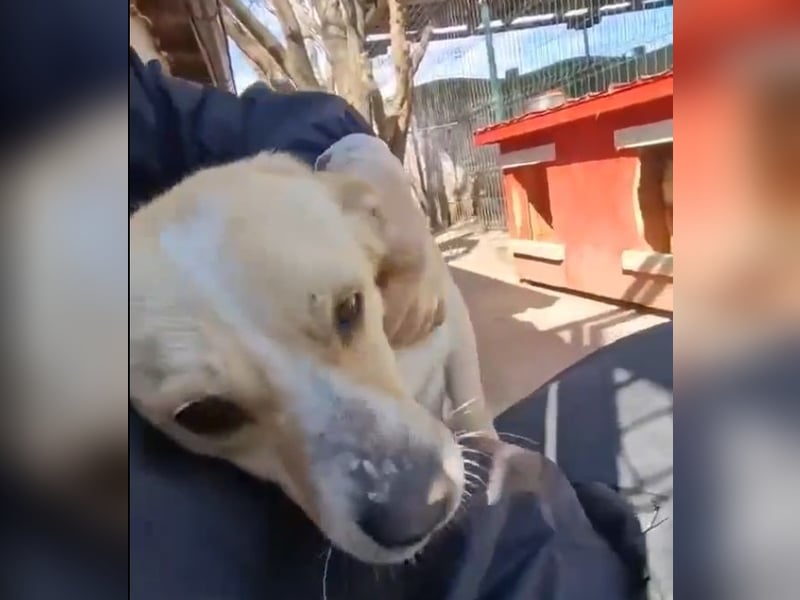 Junghund Boots hat sein Frauchen verloren