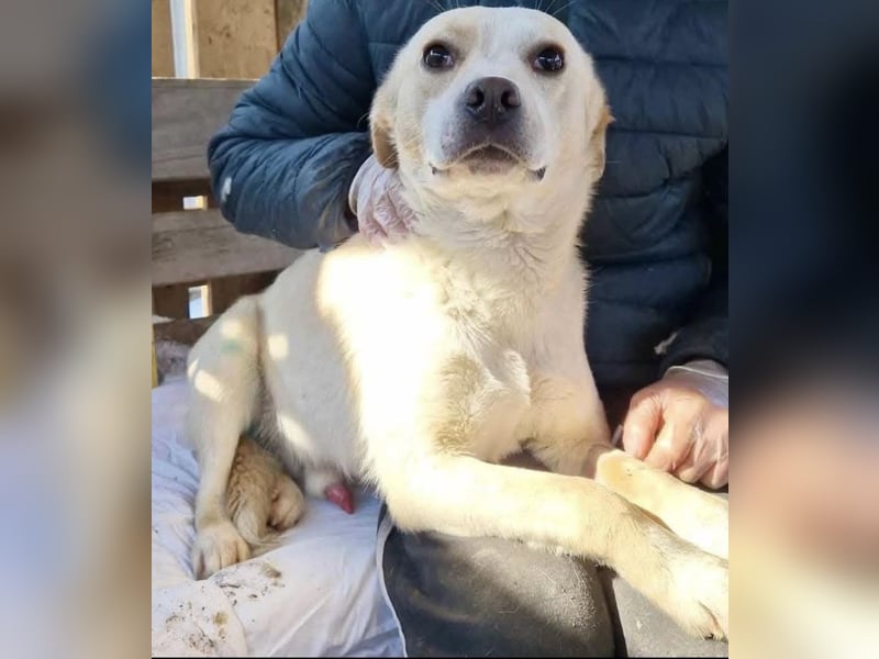 Junghund Boots hat sein Frauchen verloren