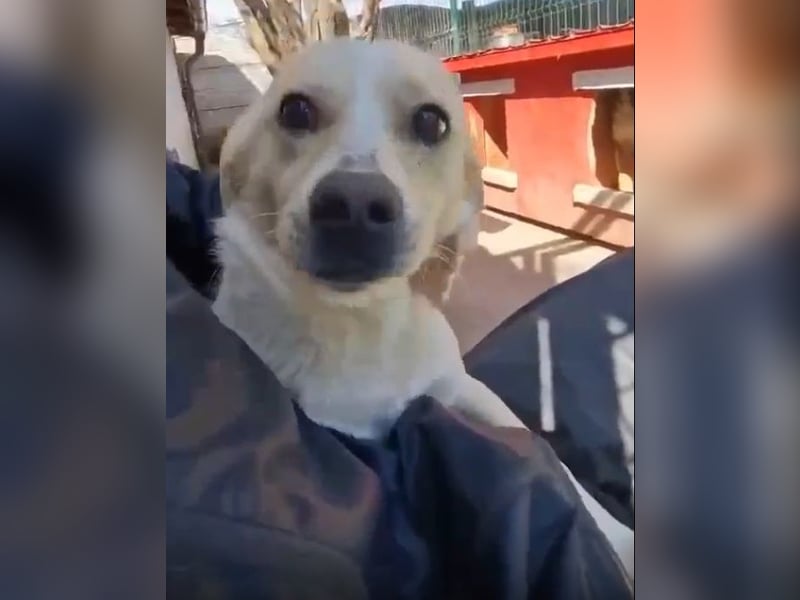 Junghund Boots hat sein Frauchen verloren