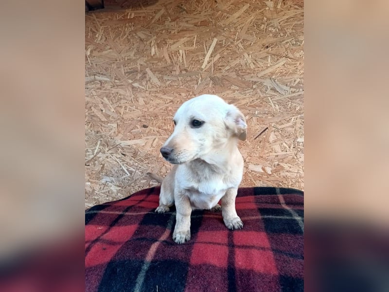 Billy Tierschutzhund sucht ein Zuhause