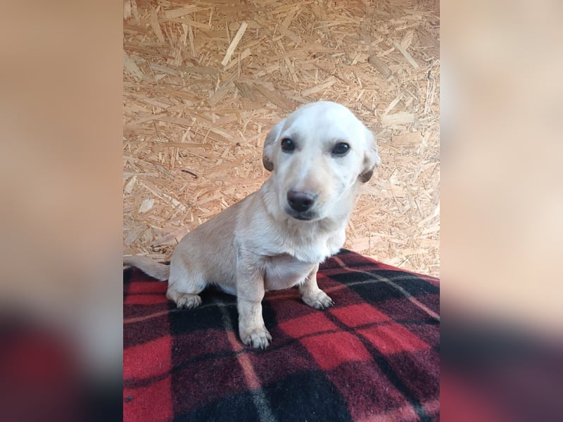Billy Tierschutzhund sucht ein Zuhause