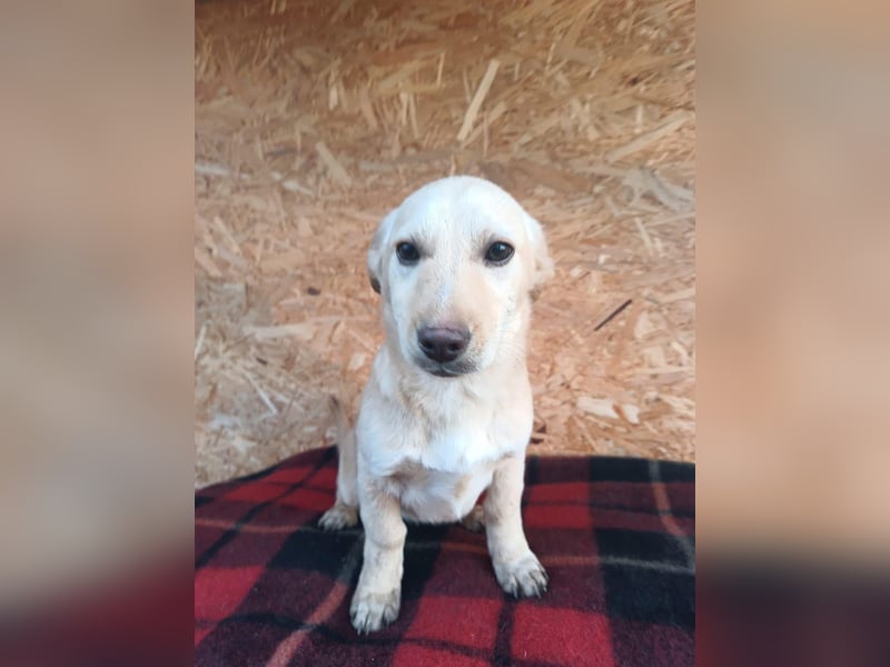 Billy Tierschutzhund sucht ein Zuhause