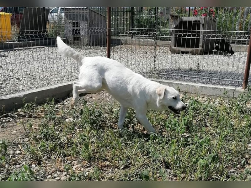 Yuki