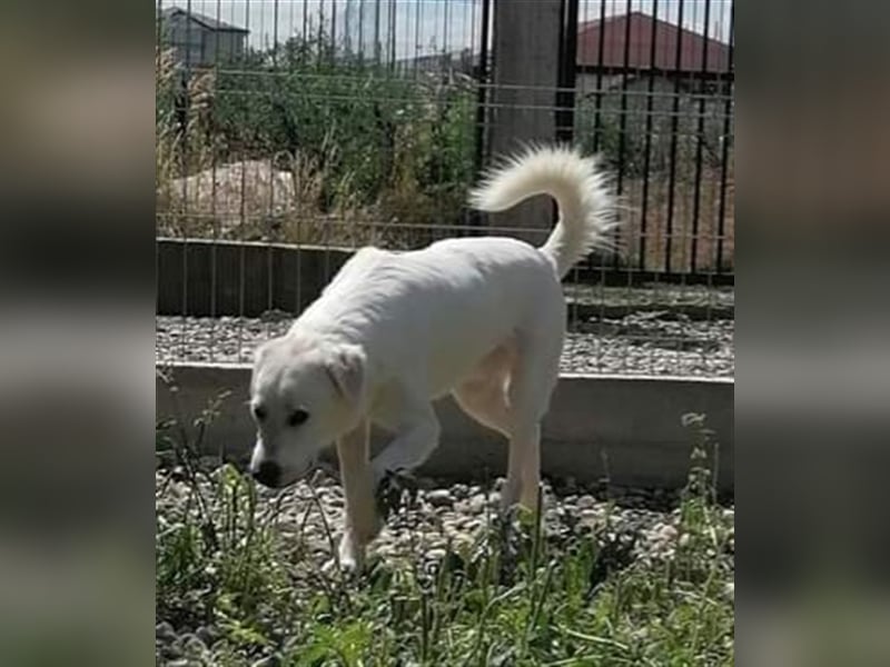 Yuki