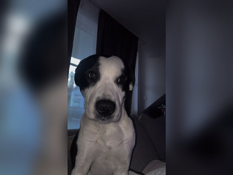 Junghund sucht neues Zuhause