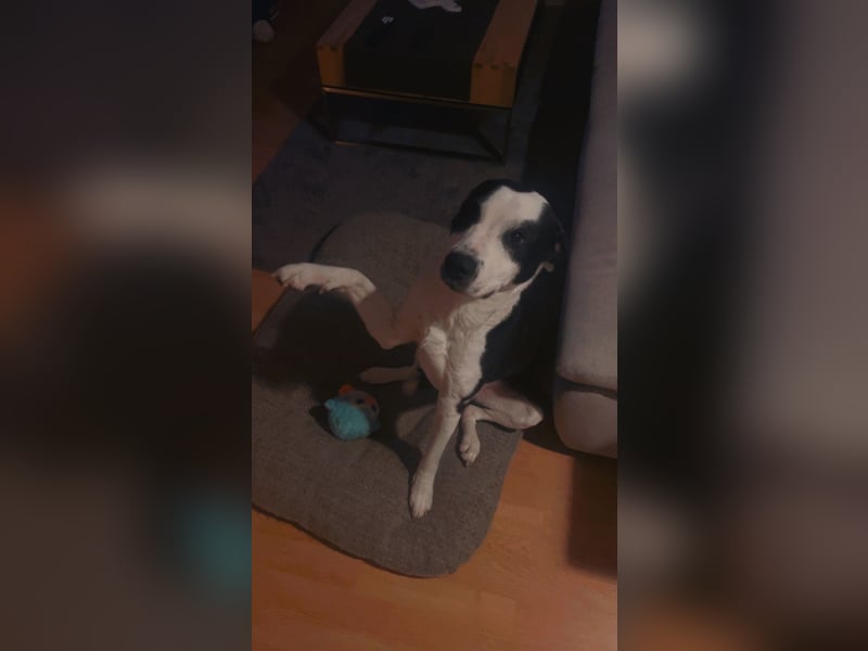 Junghund sucht neues Zuhause