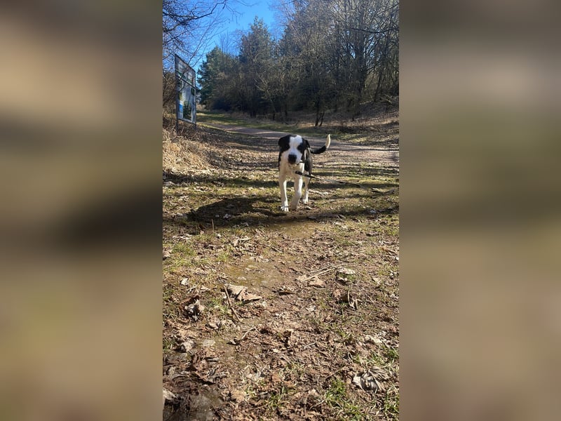 Junghund sucht neues Zuhause