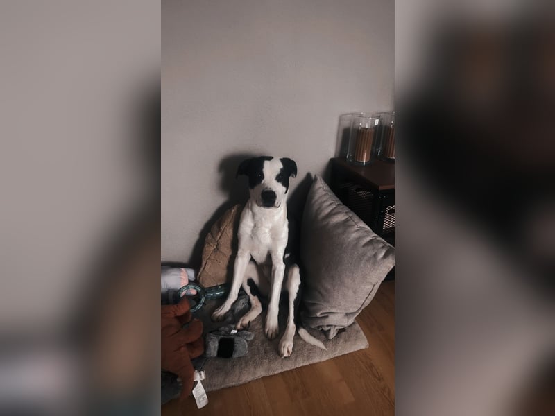 Junghund sucht neues Zuhause